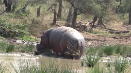Hippo lays down next to a Rhino during our Safari with Tim Brown Tours