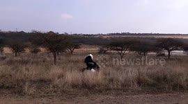 Ostriches mate in front of tour guide