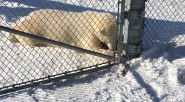 Polar Bear Loses his Play Stick