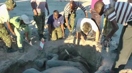 Tragic demise of baby elephant rescued by safari tourists