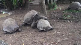 Sex-starved tortoise tries to get lucky