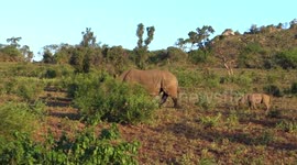 Lion vs Rhino, Lion attacks baby Rhino; Epic battle of Hluhluwe!