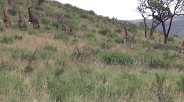 African Wild Dogs chasing Giraffe in Hluhluwe Imfolozi game reserve