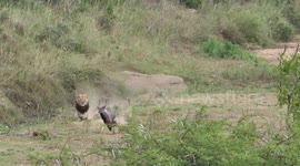 Lion chases nyala in South African wilderness