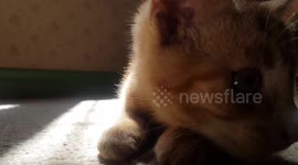 Cute ginger kitten pounces at the camera