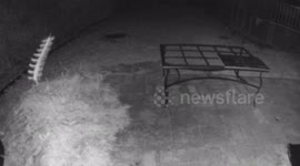 Security camera captures odd flying creature with legs but no wings