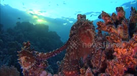 This is what octopus love looks like