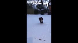 1st time the mutt has seen snow, Wacky Races time !! #Snowmageddon https://t.co/wWELWStmDi