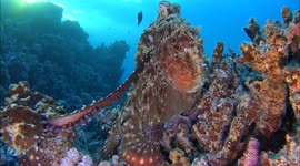 This is what octopus love looks like