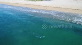 Whale rolls around at the beach