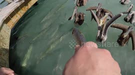 Mammoth fish leaps out of water to snatch bait from man’s hands