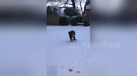 Newsflare Edit - 1st time the mutt has seen snow, Wacky Races time !! #Snowmageddon https://t.co/wWELWStmDi