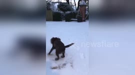 Sprocker Spaniel in UK sees snow for first time