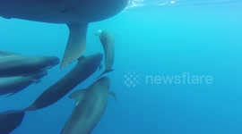 Pilot whales vs small sailing boat