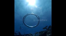 Watch what happens when a jellyfish gets caught in a bubble ring