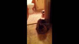 Grumpy Old Cat Traps Dog in Bathroom