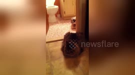 Newsflare Edit - Grumpy Old Cat Traps Dog in Bathroom