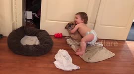 Toddler playing with his two dogs
