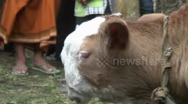 Strange newborn calf has the face of a Persian cat