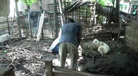 sheep belonging to citizens in urban village wiroborang probolinggo died suddenly suspected in attack wolf so invented