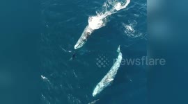Newsflare Edit - Whales and dolphins swimming