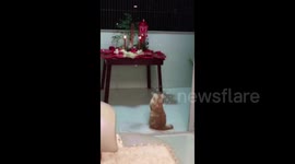 Cat appears to worship at religious shrine