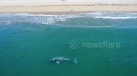 Amazing moment gray whale rolls around incredibly close to California beach