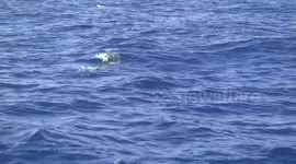 Curious Orca (Killer Whale) juvenile approaching boat