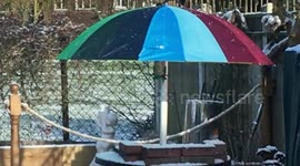 Umbrella invention enables birds to weather snowstorm