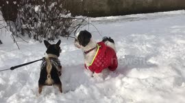 Dogs play in the snow