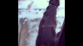 Dog sees snow