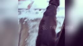 Newsflare Edit - Dog sees snow