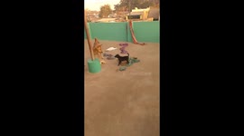 Big dog irritating a small puppy. It's too cute the way they fight