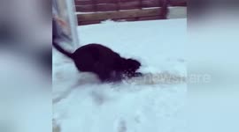 Dog falls over when he gets overexcited seeing snow for first time
