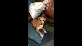 Puppy don't like being filmed