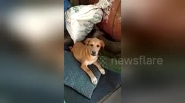Newsflare Edit - Puppy don't like being filmed