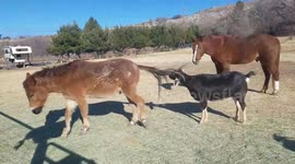Goat gets her horns caught up in mule's tail