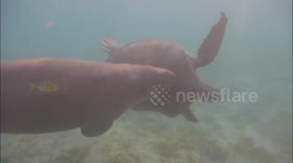 Dugong launches attack on sea turtle