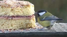 Cute little bird eats birthday cake with enormous beak