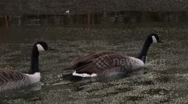 Water birds turn into icebreakers to cope with monster storm