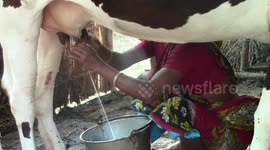 Woman Milking a cow by hand