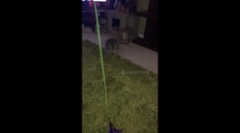 Gymnastic Kitty