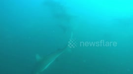 Diver gets in the way of charging shark