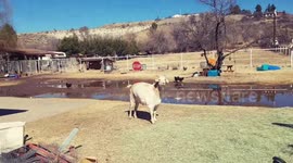 Fat Goat Breaks into Van