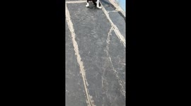 Funny fighting of puppies.