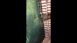 2 Monkeys diving and swimming in temple pond.