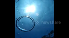 Watch what happens when a jellyfish gets caught in a bubble ring