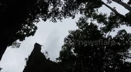 Howler monkeys fighting in Mayan city of Tikal