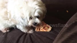 Sneaky little pooch stole my pizza!