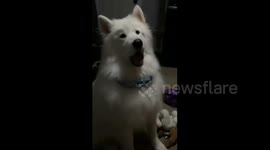 All about Samoyed